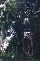 Barbados pride, Coral Pea, Bead Tree