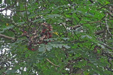 Barbados pride, Coral Pea, Bead Tree