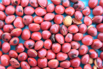 Barbados pride, Coral Pea, Bead Tree