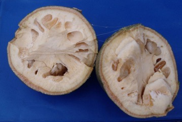 Bael fruit, Bengal quince