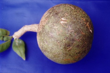 Bael fruit, Bengal quince