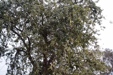 Bael fruit, Bengal quince