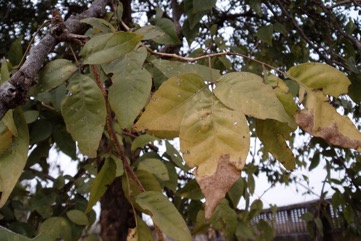 Bael fruit, Bengal quince