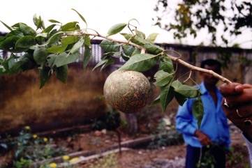 Bael fruit, Bengal quince