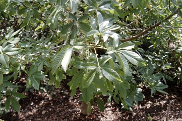 Californian Buckeye, Californian Horse-Chestnut, Berraco