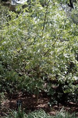 Californian Buckeye, Californian Horse-Chestnut, Berraco