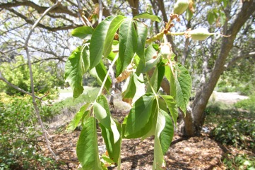 Californian Buckeye, Californian Horse-Chestnut, Berraco