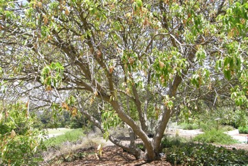 Californian Buckeye, Californian Horse-Chestnut, Berraco