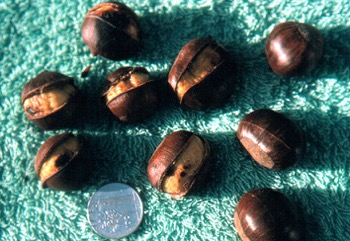 European horse chestnut