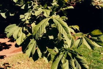 European horse chestnut
