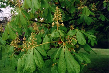 European horse chestnut