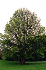 European horse chestnut