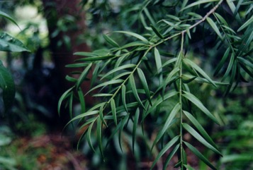 East African Yellowwood, Common Yellow Wood