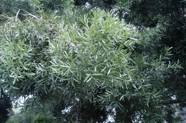 East African Yellowwood, Common Yellow Wood