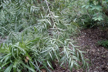 East African Yellowwood, Common Yellow Wood