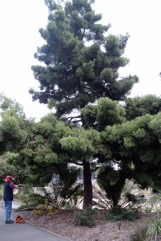 East African Yellowwood, Common Yellow Wood