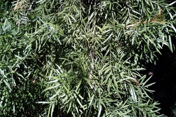 East African Yellowwood, Common Yellow Wood