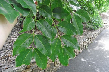African mahogany, Lucky-bean tree