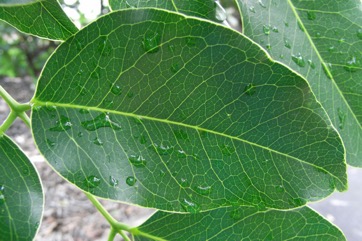 African mahogany, Lucky-bean tree