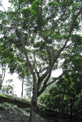 African mahogany, Lucky-bean tree