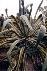 Agave, Century Plant