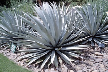 Century plant, Parry"s Agave