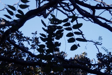 Tree of heaven, Chinese sumac