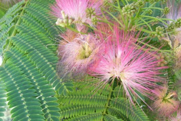 Silk Tree, Siris