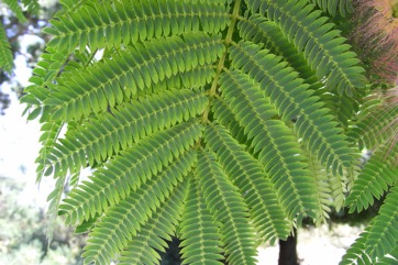 Silk Tree, Siris