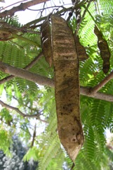 Silk Tree, Siris