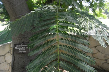 Silk Tree, Siris
