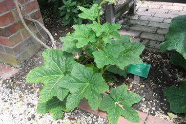 Hollyhock