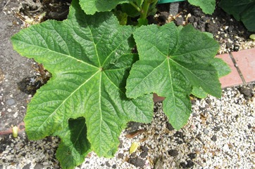 Hollyhock