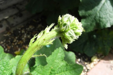 Hollyhock