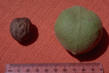 Candle nut, Country walnut