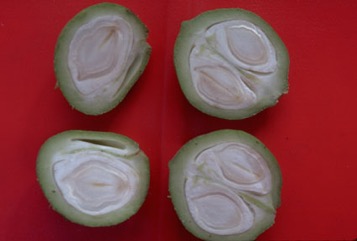 Candle nut, Country walnut