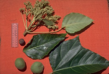 Candle nut, Country walnut