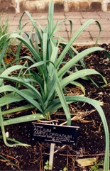 Great round-headed garlic, Giant garlic