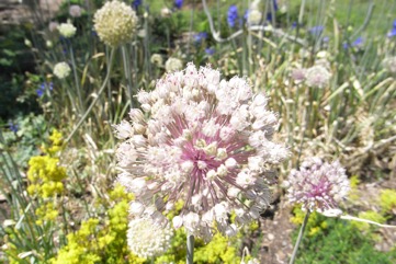 Great round-headed garlic, Giant garlic
