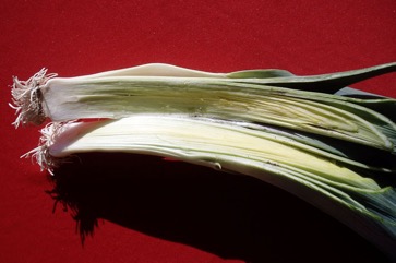 Leek