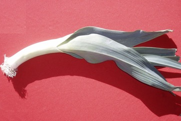 Leek