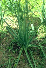 Leek