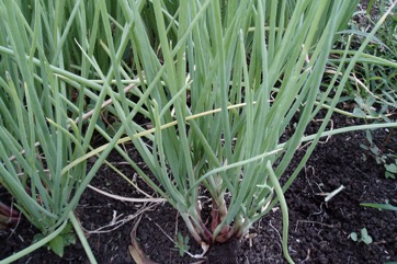 Shallot