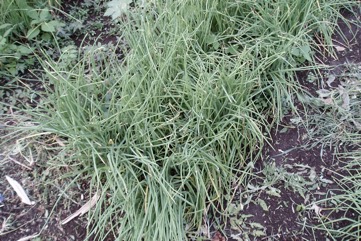Shallot