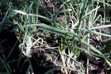 Shallot