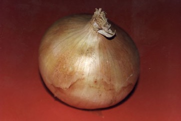 Bulb onion
