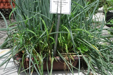 Japanese bunching onion, Spring onion