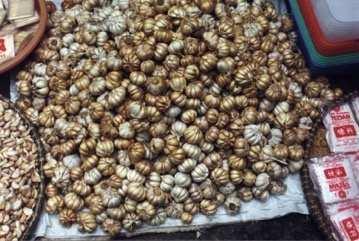Garlic