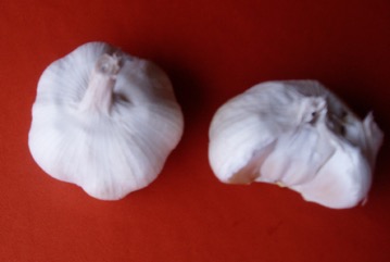 Garlic