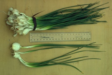 Chives, Onion chives